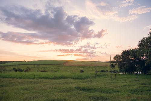 Ingyenes stockfotó fa, gyönyörű ég, horizont témában