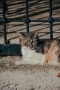 Photo of Cat Lying on the Ground
