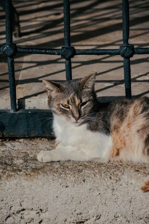Free A cute domestic cat lounges against a metal fence, basking in the sunlight. Stock Photo