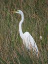 White Bird on Green Grass