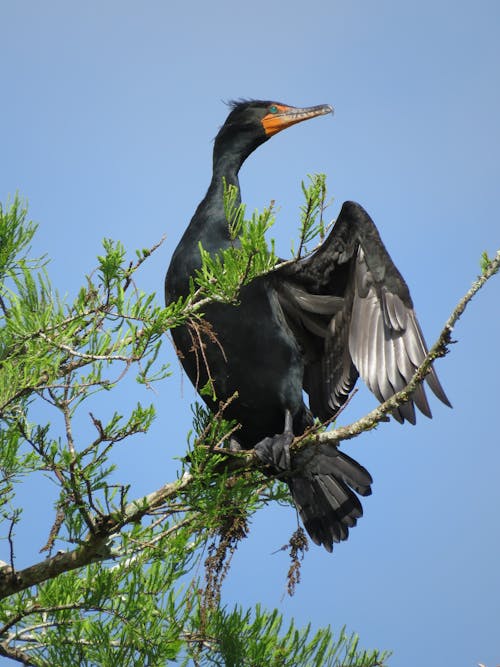 Free Photo of Black Bird Perched on Tree Stock Photo