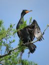 Black Bird on Brown Tree Branch