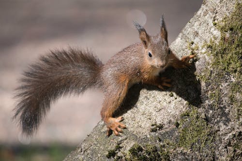 Brown Squirrel on a Tree Trunk