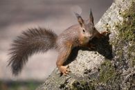 Brown Squirrel on Gray Rock