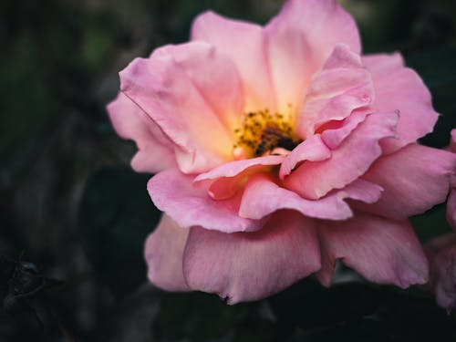 Close-Up Photo of Pink Flower