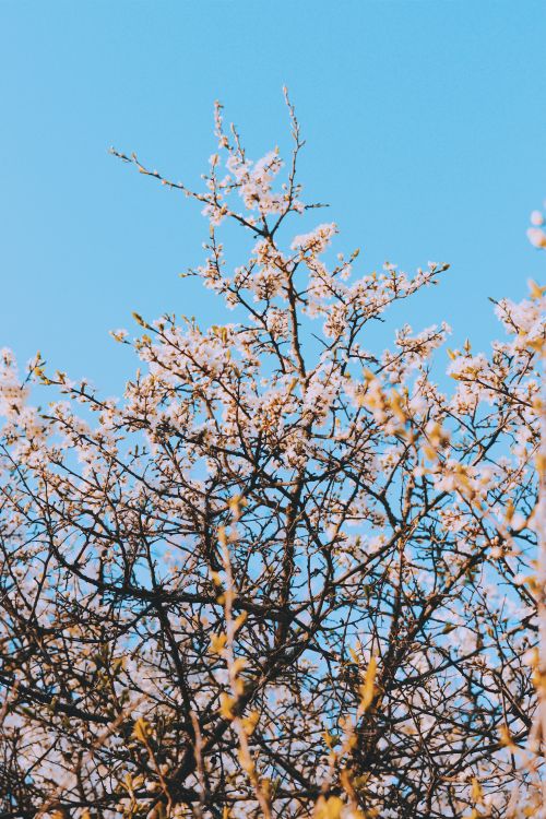 Free Vibrant cherry blossoms on branches reaching into a clear blue sky, signifying spring season. Stock Photo