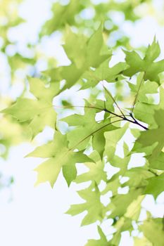 Vibrant green maple leaves illuminated by sunlight with a blurred background.