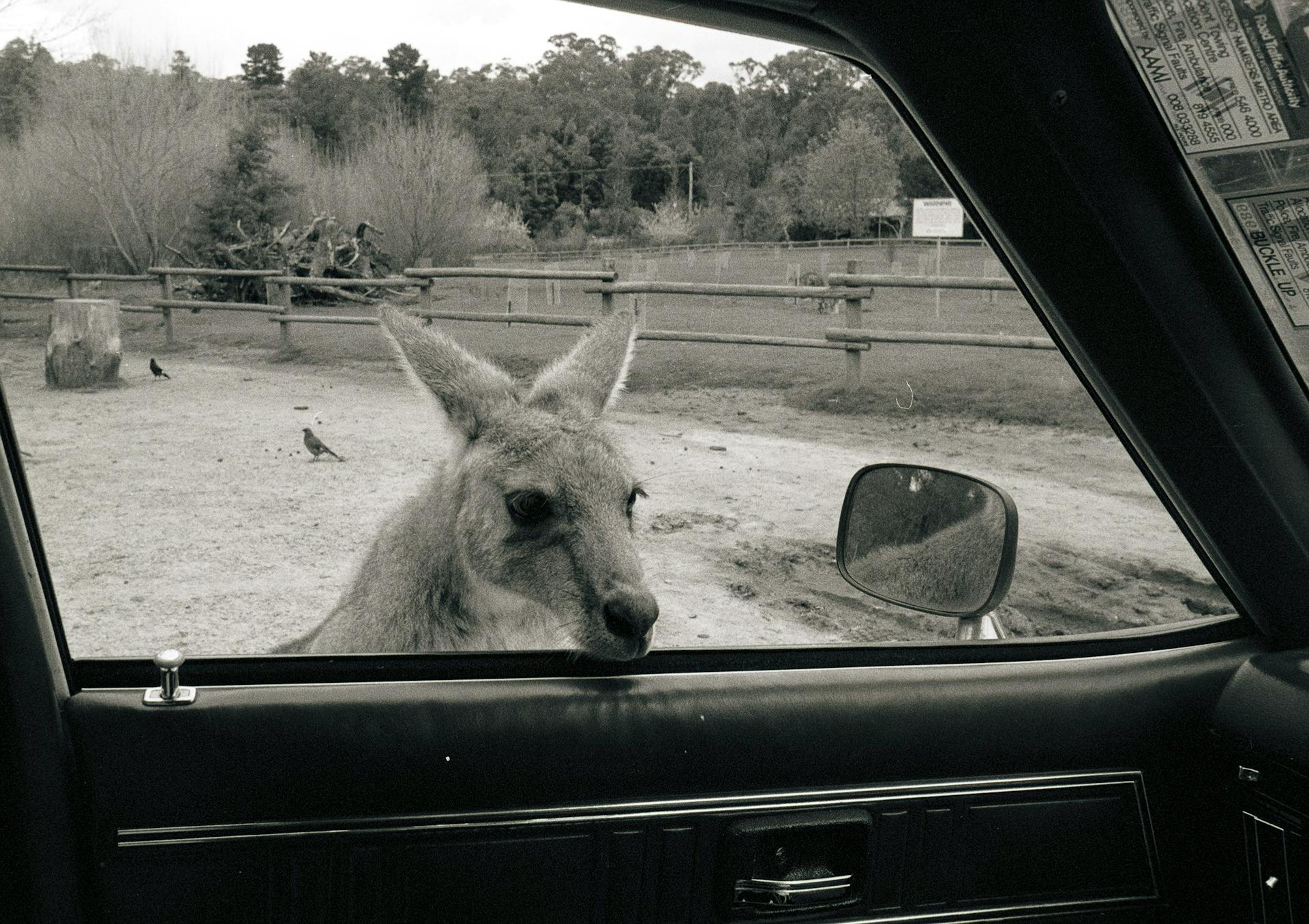 Grayscale Photo of Kangaroo Looking Inside Car