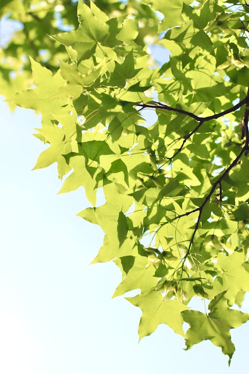 Foto profissional grátis de fechar-se, folhas de bordo, folhas verdes