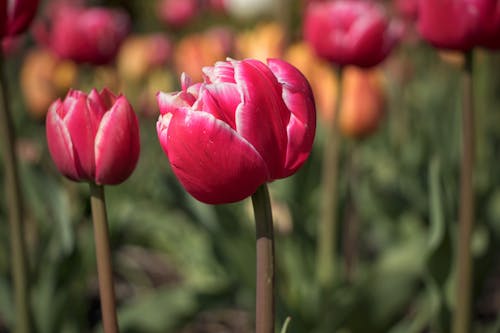 Kostnadsfri bild av blomfotografi, blomma, blomning