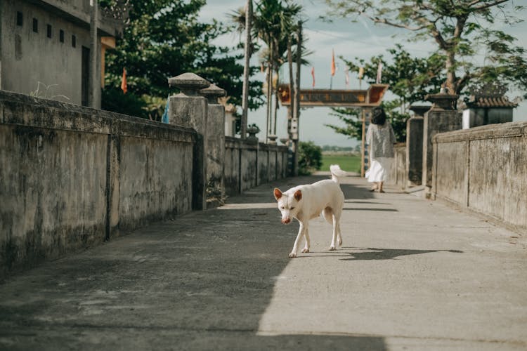 White Dog Walking On Street 