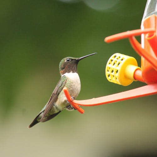벌새, 새, 여름의 무료 스톡 사진