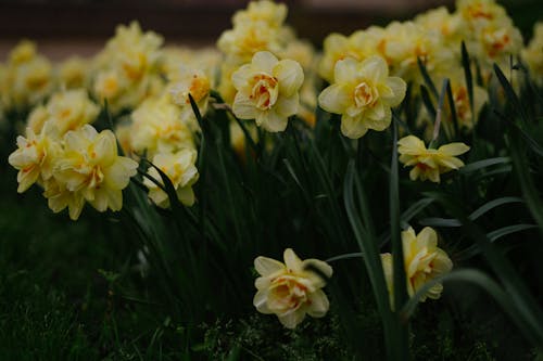 Fully Bloom Daffodil Flowers