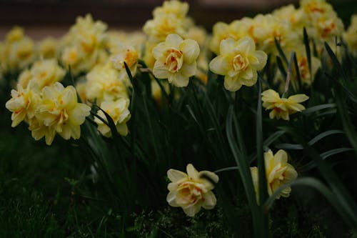 Gratis arkivbilde med blomster, blomsterblad, blomsterfotografering