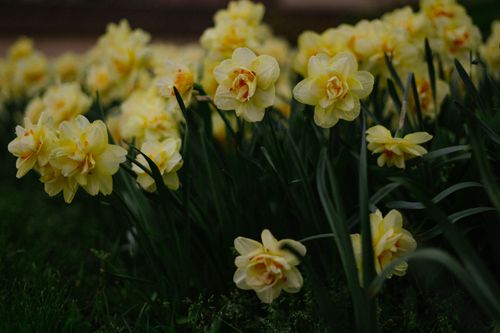 Free A close-up view of blooming yellow daffodils in a lush garden during spring. Stock Photo