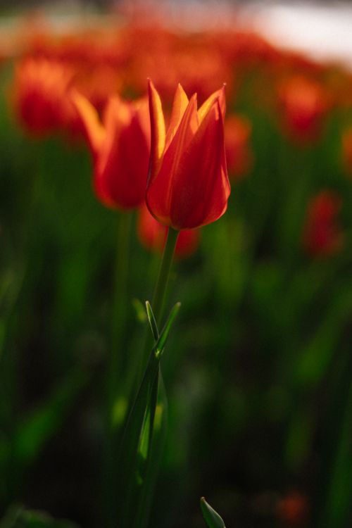 Free Close-up of vibrant orange tulips blooming in natural sunlight. Stock Photo