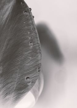 Captivating macro shot of a petal with water droplets highlighting texture in black and white.