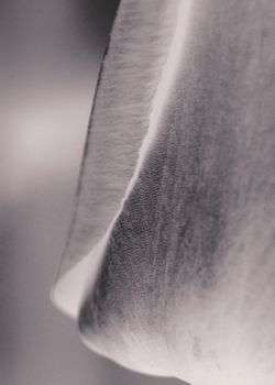 Close-up black and white image capturing the elegance of a flower petal with soft textures and curves.