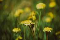 White and Yellow Flowers in Tilt Shift Lens