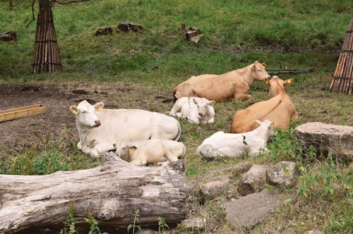 Free stock photo of apladalen, calf, calves