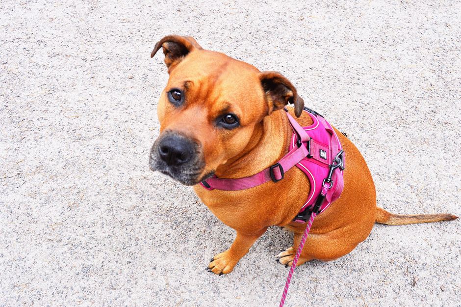 A cute Staffordshire Bull Terrier dog wearing a pink harness sitting outdoors.