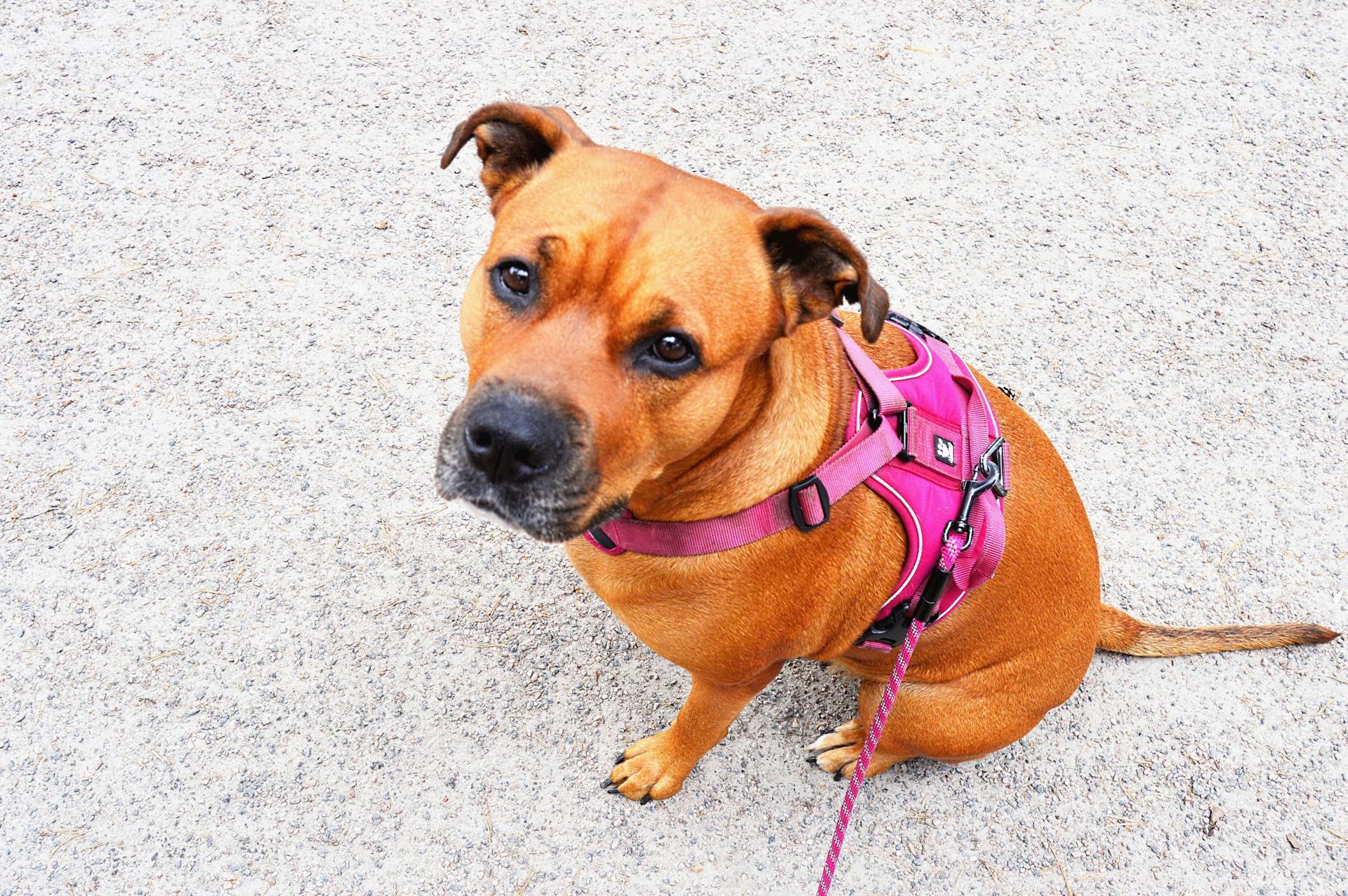 Amerikansk pitbullterrier som sitter på marken