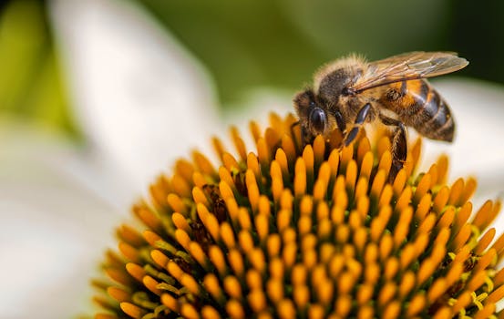 Detailed macro of a honeybee gathering pollen from a vibrant flower.