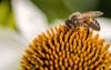 Free Honigbiene auf Nahrungssuche Stock Photo
