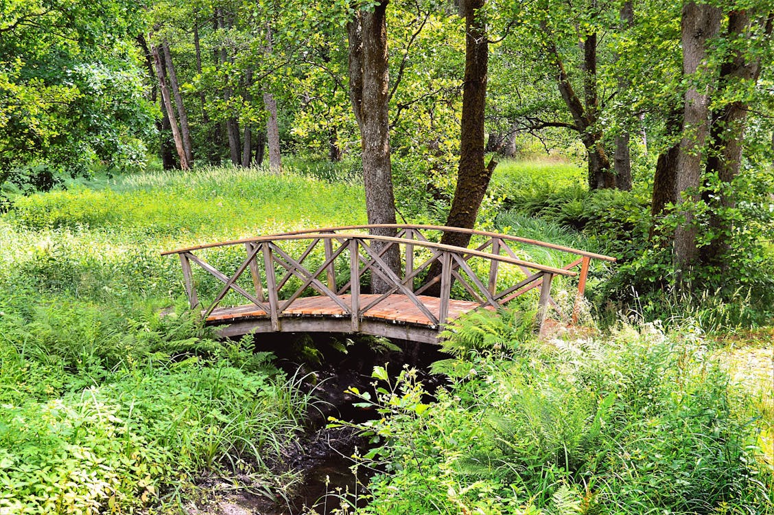 Free stock photo of apladalen, bridge, forest
