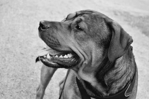 Foto profissional grátis de American Staffordshire Terrier, amigo, amor