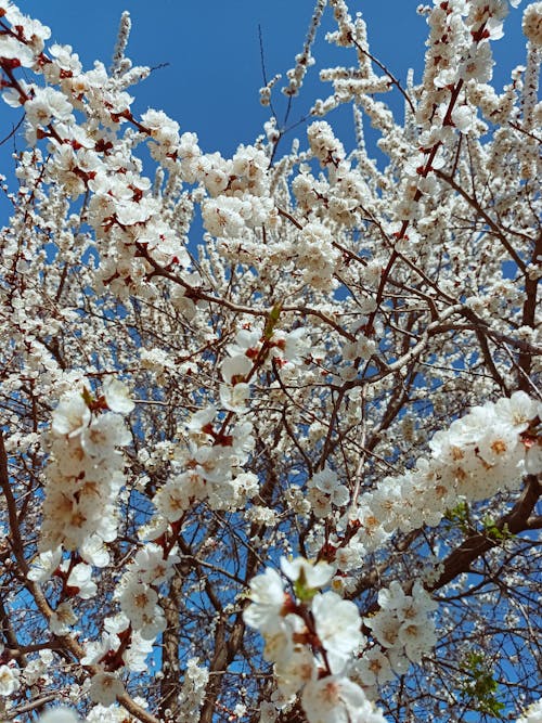 Fotos de stock gratuitas de floraciones