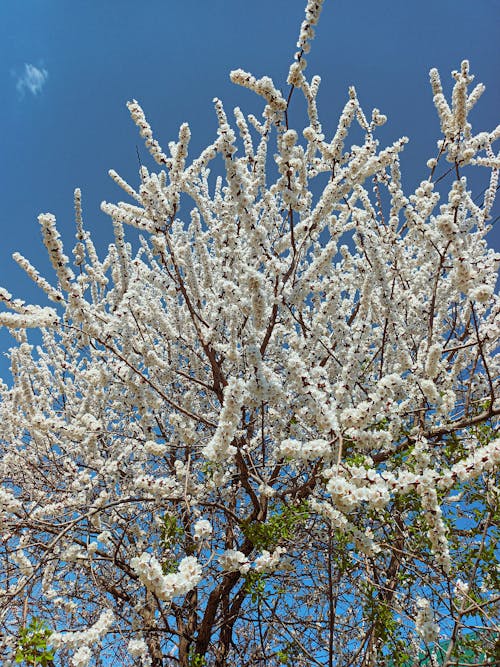 Fotos de stock gratuitas de floraciones