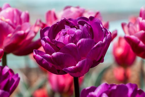 Free A Purple Tulip in Full Bloom Stock Photo