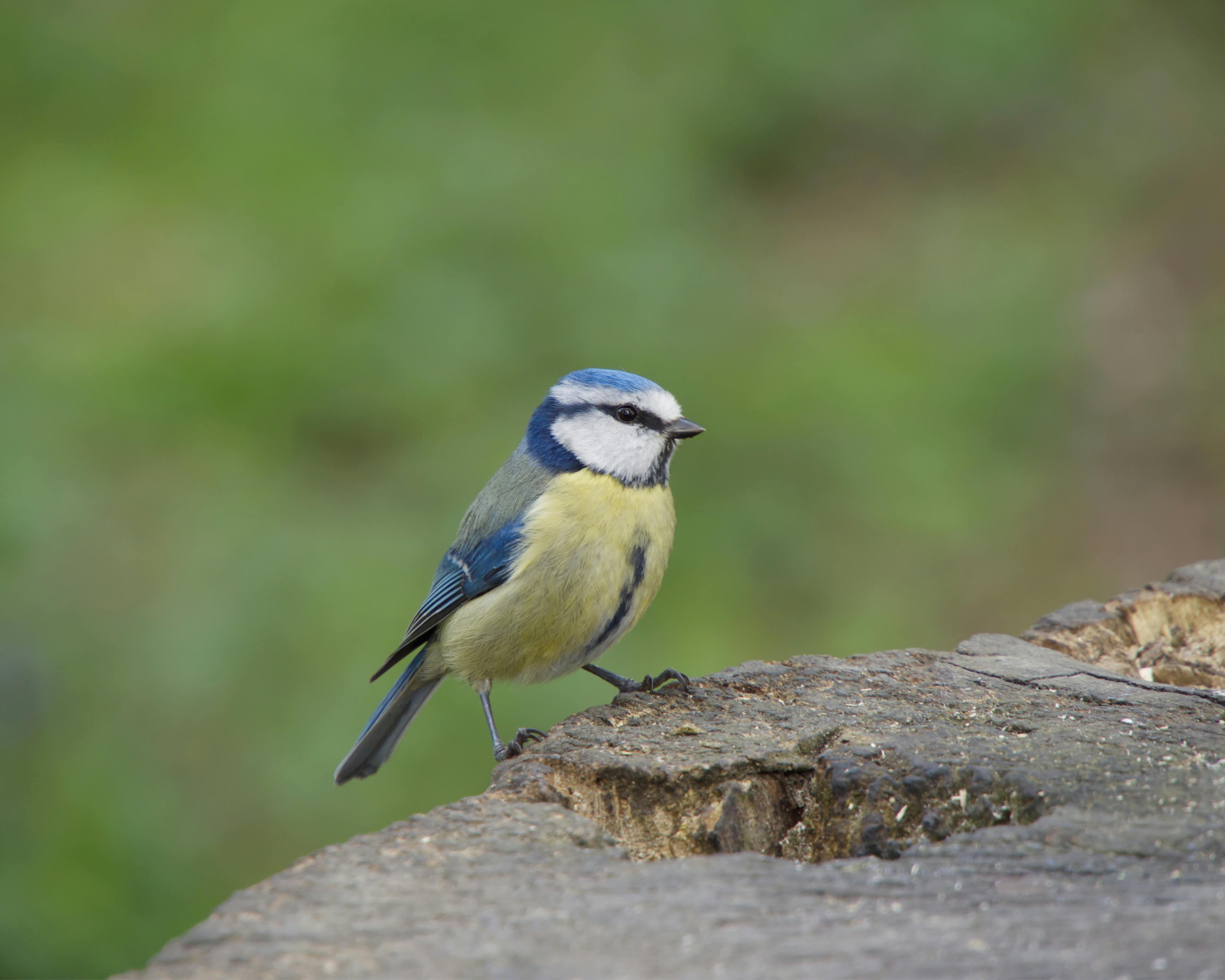 eurasian blue tit bird in blurred background