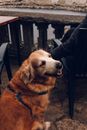 Golden Retriever Lying on Floor