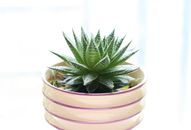Beautiful Lace Aloe