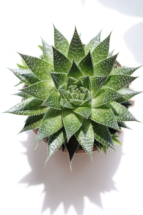 An Aloe Vera in a Pot 