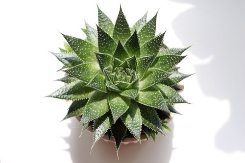 Free A striking top view of a green succulent plant with vibrant spiky leaves in bright light. Stock Photo