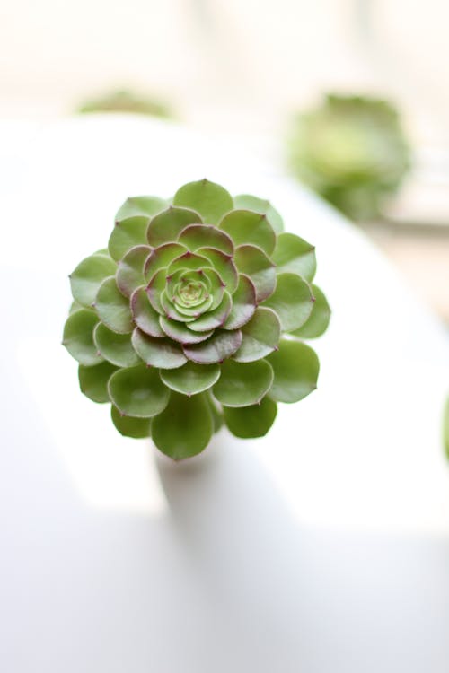 Succulent Plant on the Table