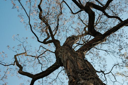 Foto profissional grátis de árvore, céu azul, filiais