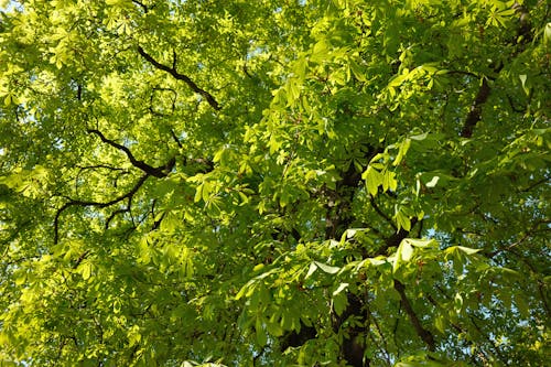 A Green Leaves on the Tree