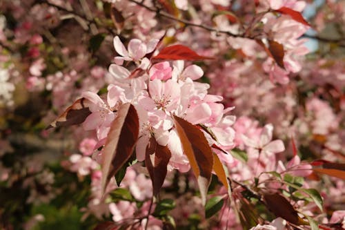 Close-Up Shot of Cherry Blossoms 