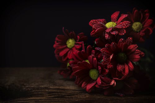 Fotobanka s bezplatnými fotkami na tému čerstvosť, červené kvety, jemný