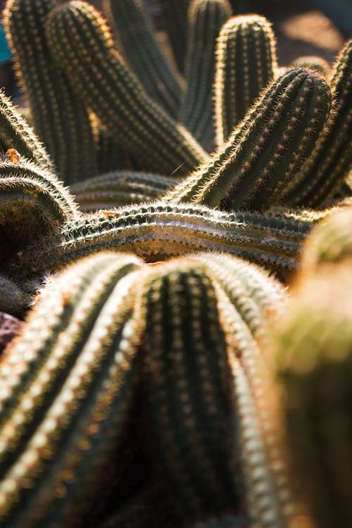 Green Cactus Plants in Close Up Photography