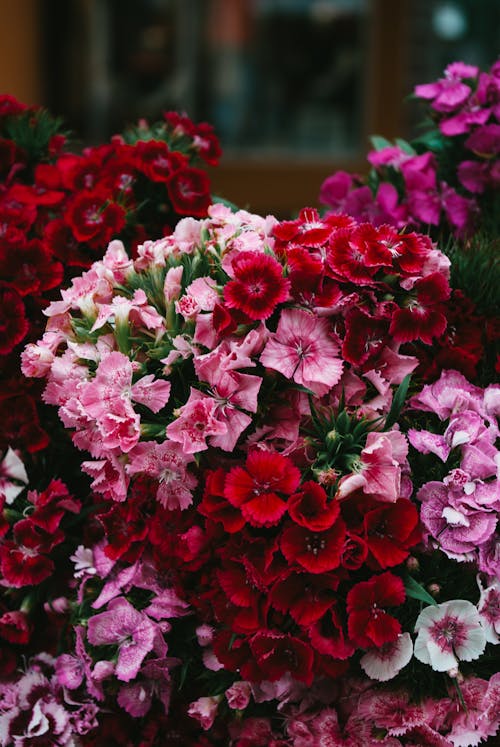Free Darmowe zdjęcie z galerii z czerwone kwiaty, delikatny, fotografia kwiatowa Stock Photo
