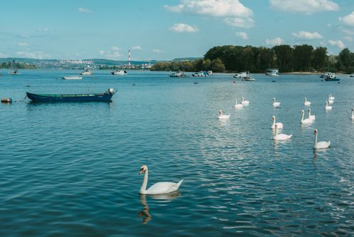 Free A group of elegant white swans swimming on a peaceful lake with boats in the background under a clear blue sky. Stock Photo