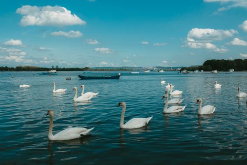 Free A flock of swans gracefully swimming on a tranquil lake under a clear blue sky. Stock Photo