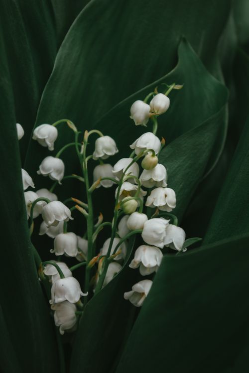 Free Close-up of delicate Lily of the Valley blooms nestled among lush green leaves, showcasing natural beauty. Stock Photo