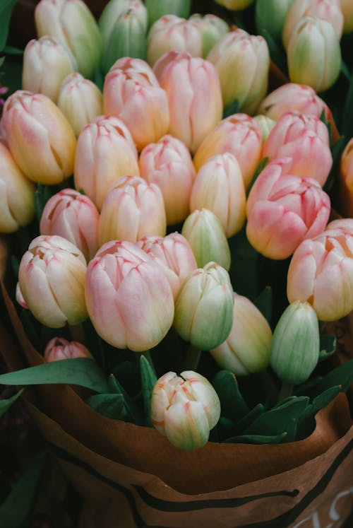 Free Bunch of Light Pink Tulips  Stock Photo