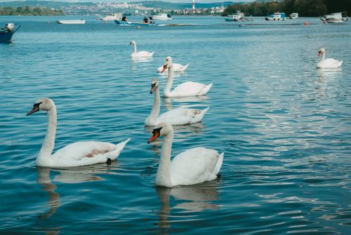 Free A flock of white swans gracefully swimming on a tranquil lake, under a clear blue sky. Stock Photo